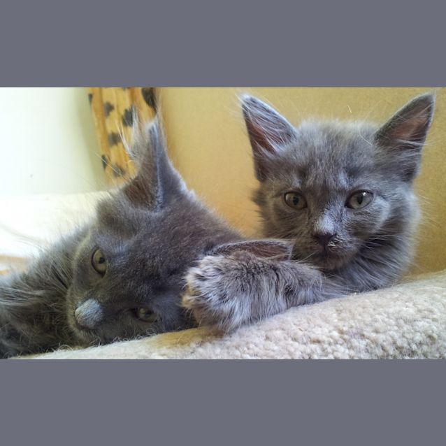 Photo of Shania & Shanelle (Kittens Rehome Together)