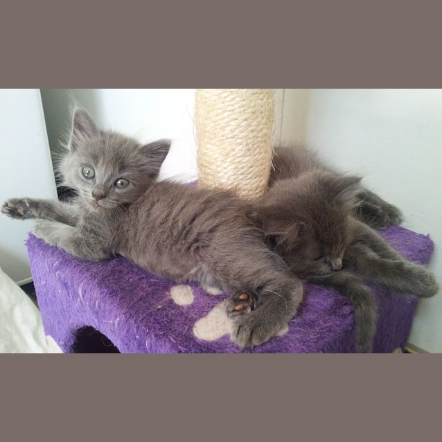 Photo of Shania & Shanelle (Kittens Rehome Together)