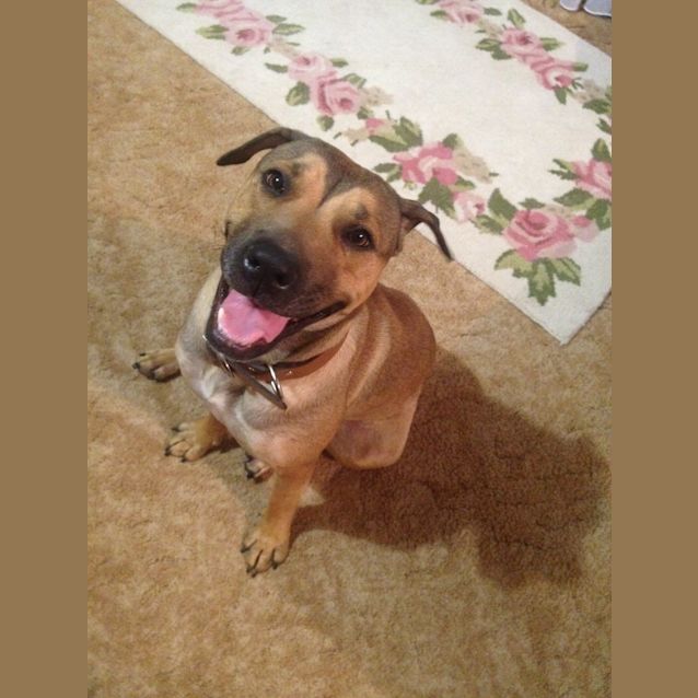 Photo of Jazzy Sweet, Great With Cats  Foster Required