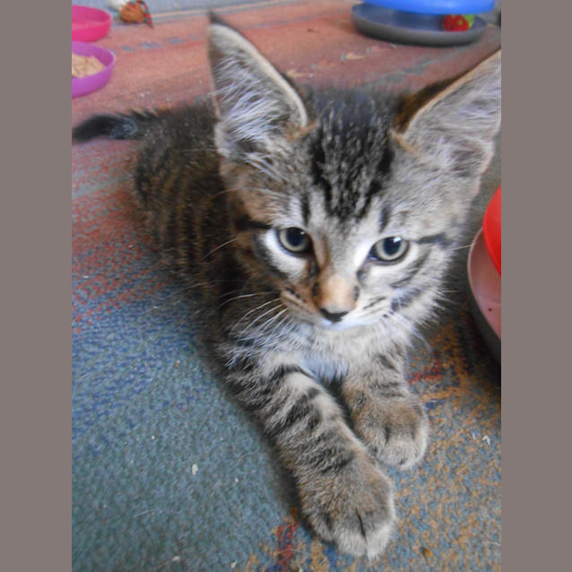 Photo of Panther 