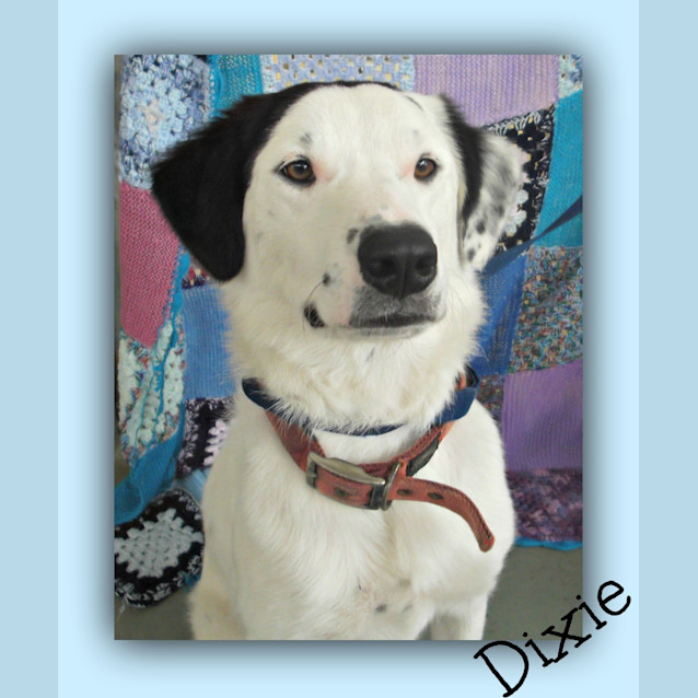 Photo of Dixie