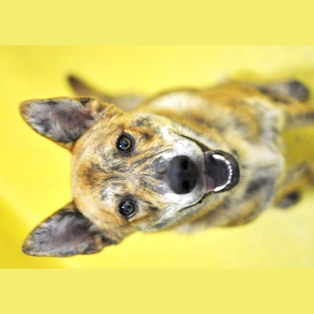 Dog And Bay Xxx Video - Lion Baby - Medium Male Kelpie x Korean Jindo Dog Dog in QLD - PetRescue