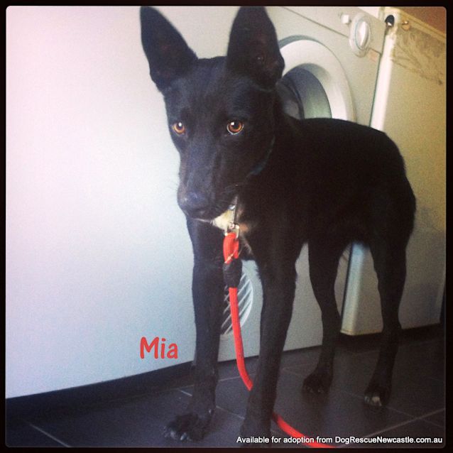 Photo of Mia (On Trial 10/2/13)
