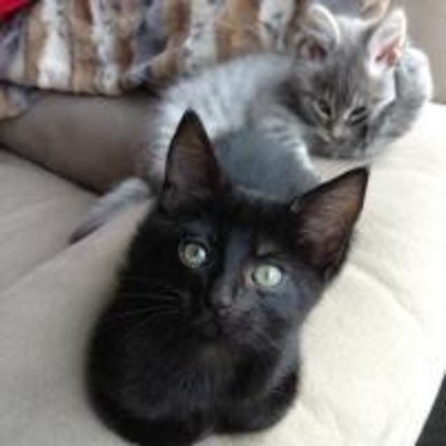 Photo of Chocolate (Special Needs Kitten)