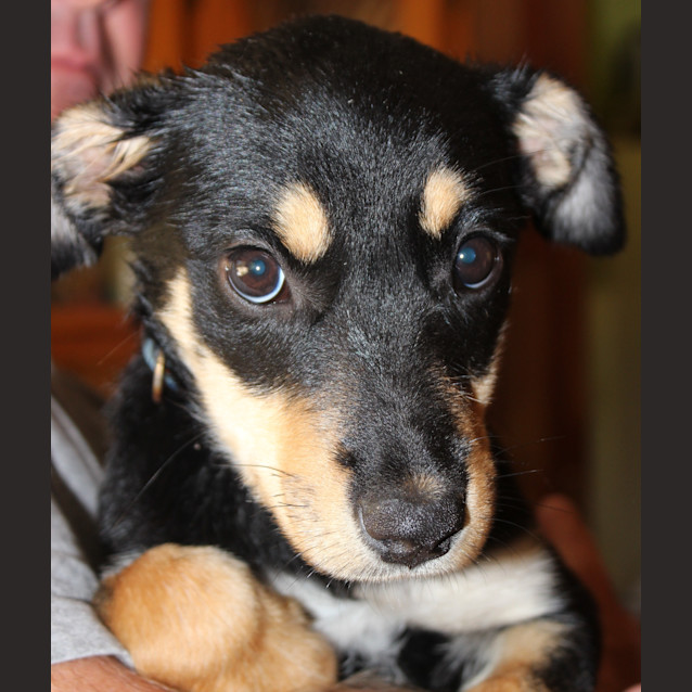 Photo of Penny