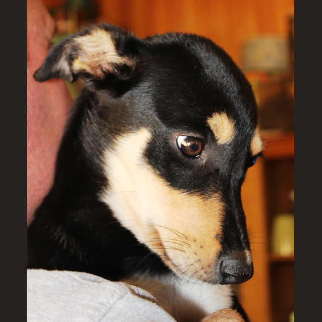 Photo of Peaches