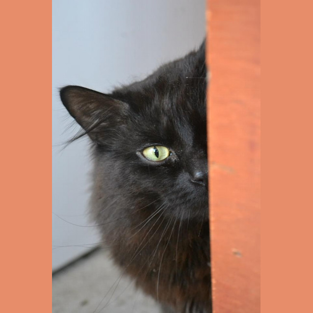 Photo of Shack