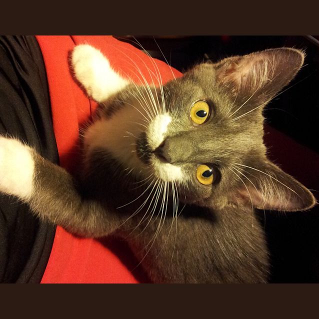 Photo of Gilbert (Kitten)   On Trial Adoption 03/02/13 : )