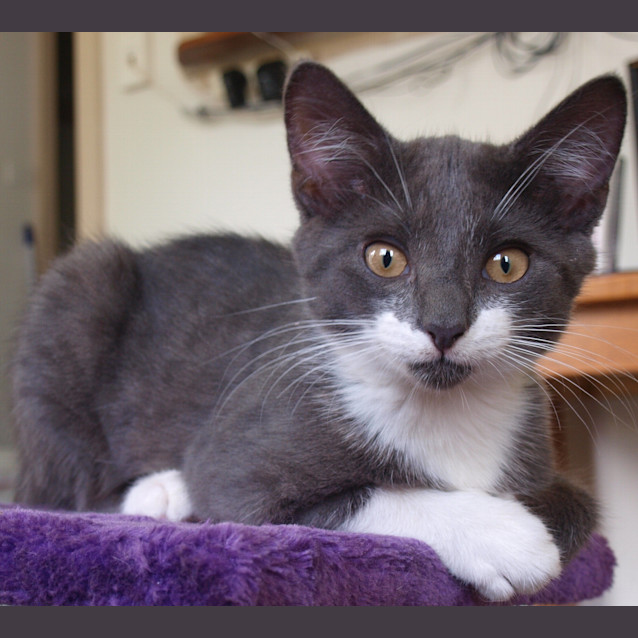 Photo of Gilbert (Kitten)   On Trial Adoption 03/02/13 : )