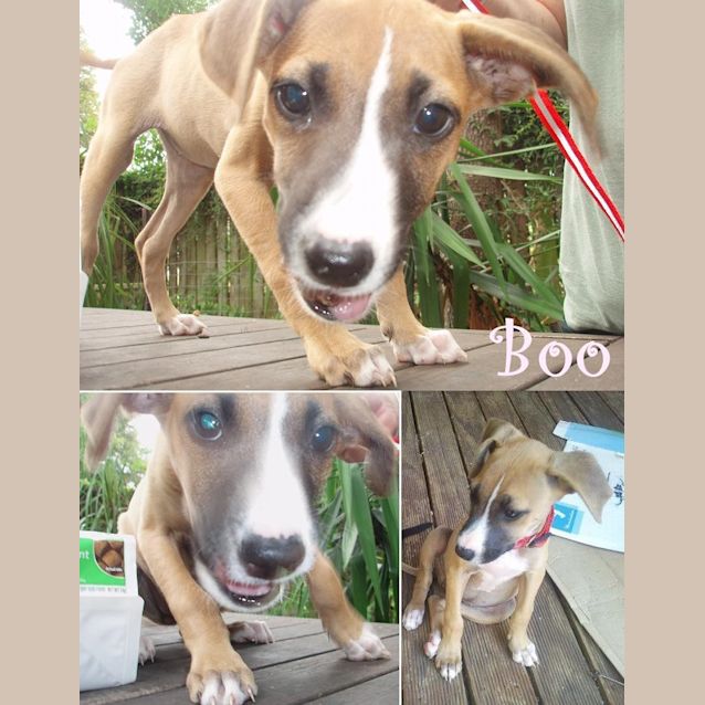 Photo of Boo
