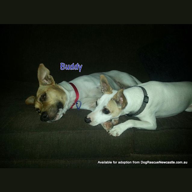 Photo of Buddy (On Trial 9/2/13)