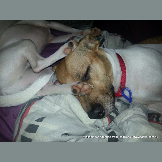 Photo of Buddy (On Trial 9/2/13)