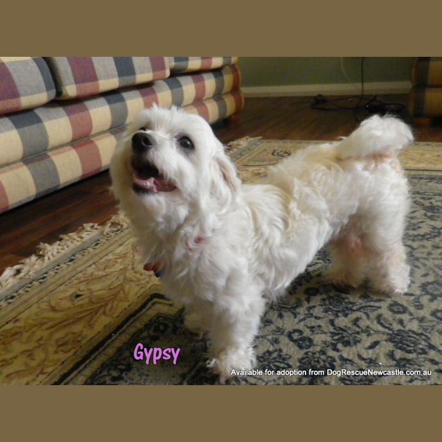 Photo of Gypsy (On Trial 2/2/13)