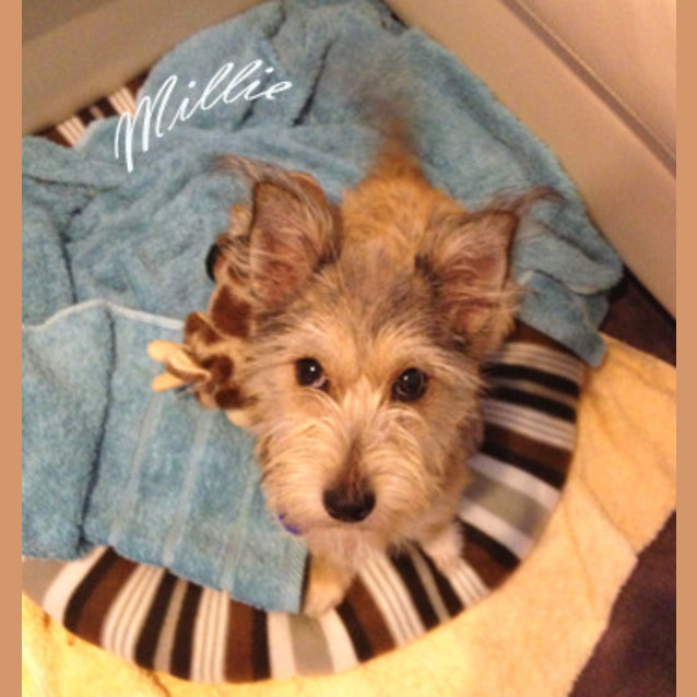 Photo of Millie (On Trial 3/2/13)