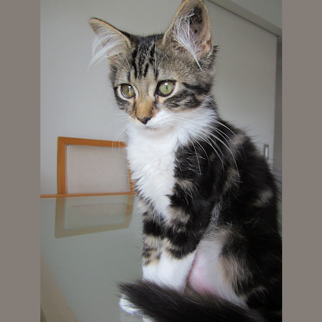 Photo of Blossom