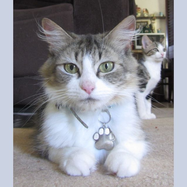 Photo of Clover