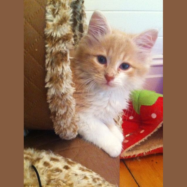 Photo of Harri   A Cute Little Fluff Ball