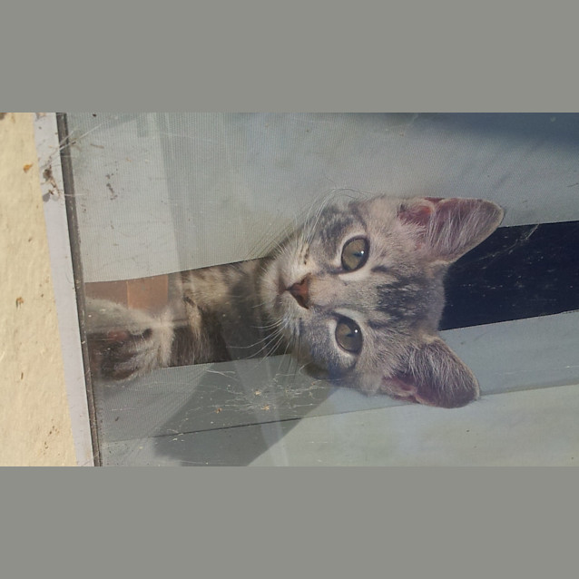 Photo of Chachi (Kitten)