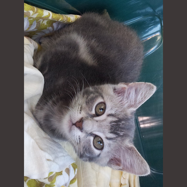 Photo of Chachi (Kitten)