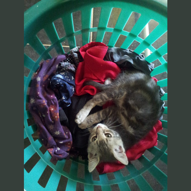 Photo of Chachi (Kitten)