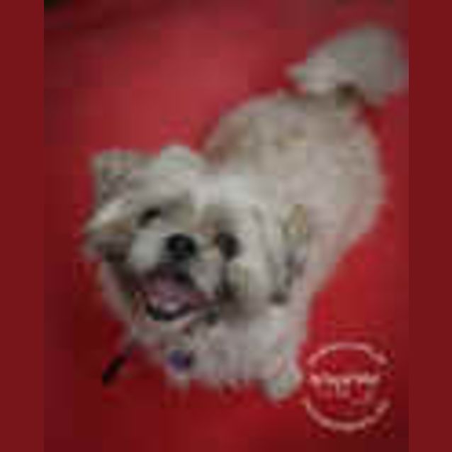Photo of Pebbles