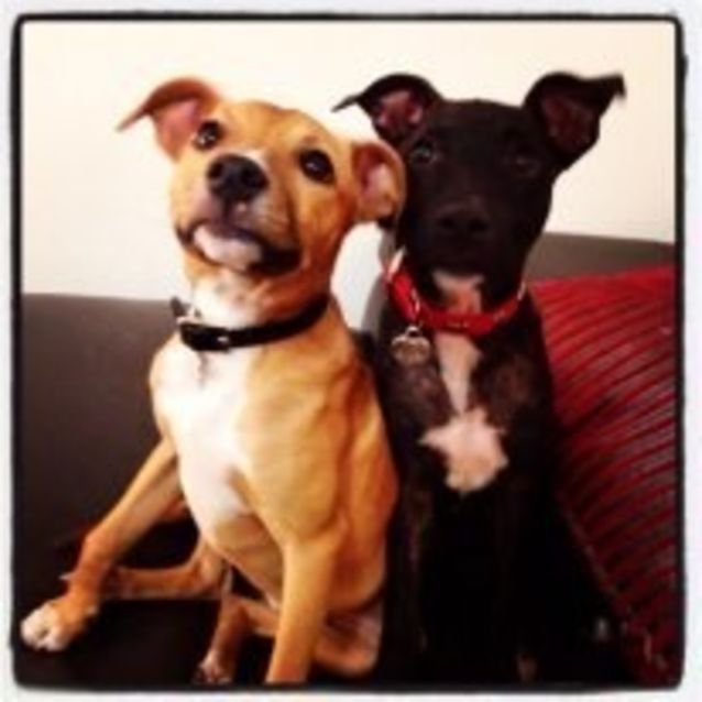 Photo of Echo   Playful & Delightful Puppy