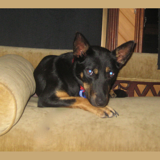 Photo of Milly (On Trial 31/1/13)