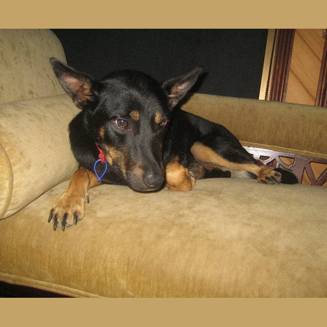 Photo of Milly (On Trial 31/1/13)