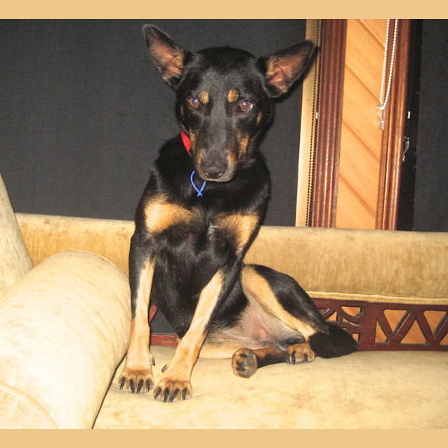 Photo of Milly (On Trial 31/1/13)