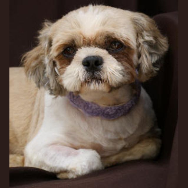 Photo of Rosie