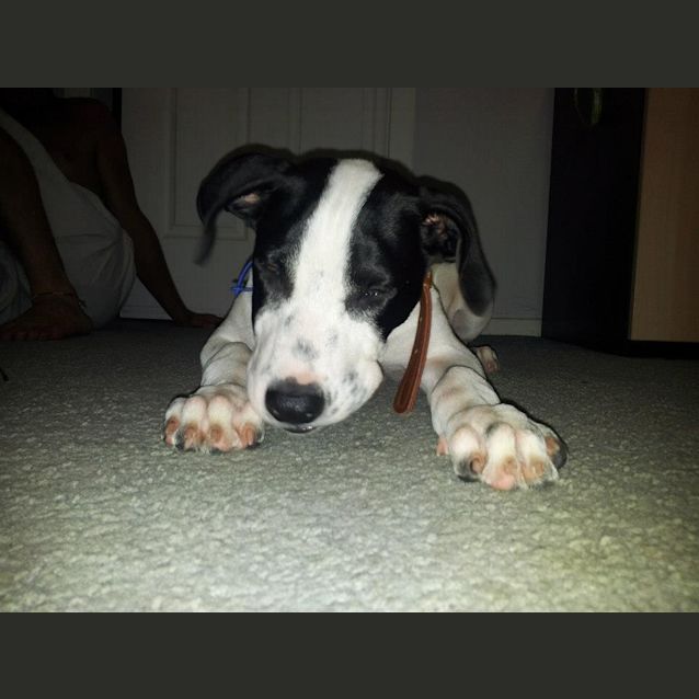 Photo of Benny (2) (On Trial 20/2/13)