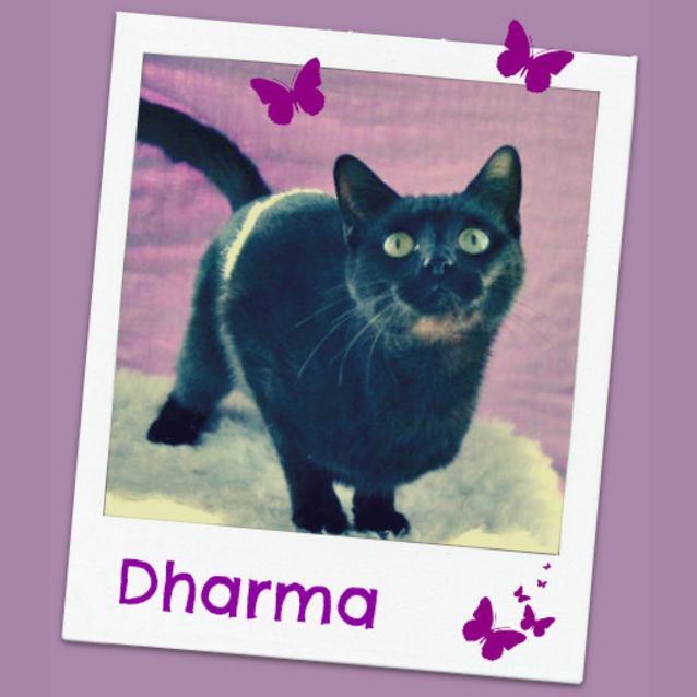 Photo of Dharma