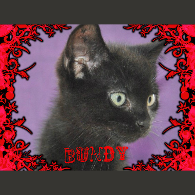 Photo of Bundy