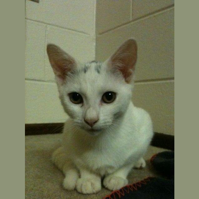 Photo of Dusty