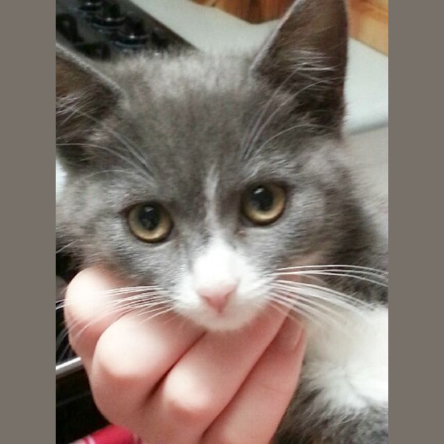 Photo of Violet & Lavender   Special Needs