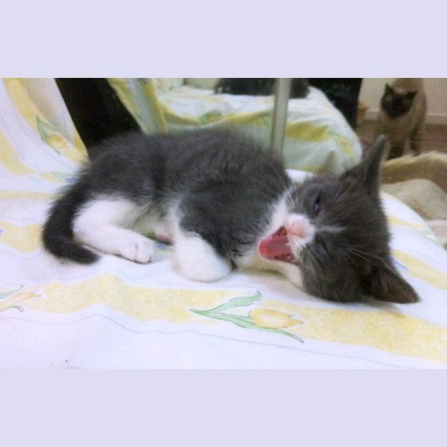 Photo of Violet & Lavender   Special Needs