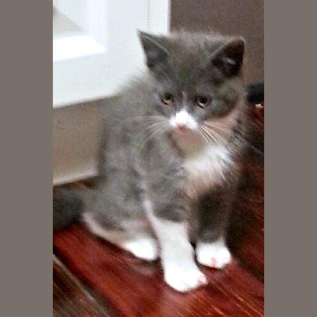 Photo of Violet & Lavender   Special Needs