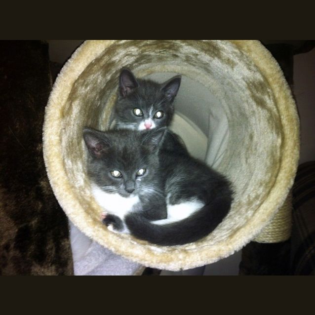 Photo of Violet & Lavender   Special Needs