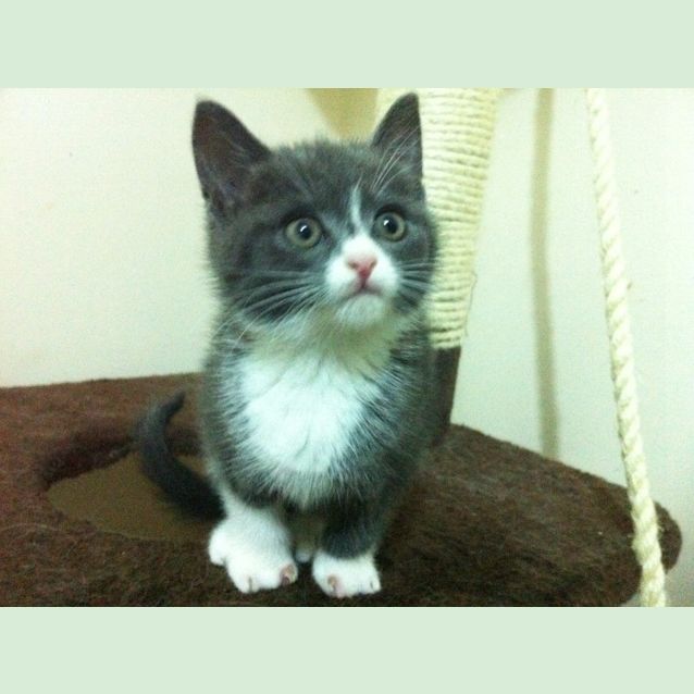 Photo of Violet & Lavender   Special Needs