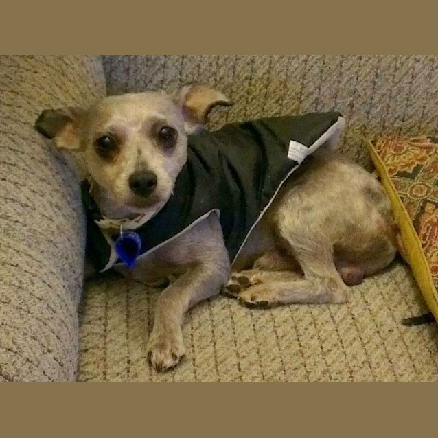Photo of Henry (On Trial 5/2/13)