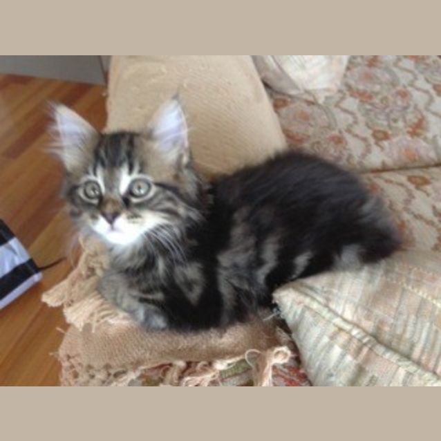 Photo of Tommy