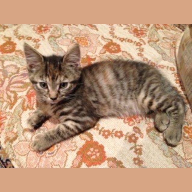 Photo of Tabetha