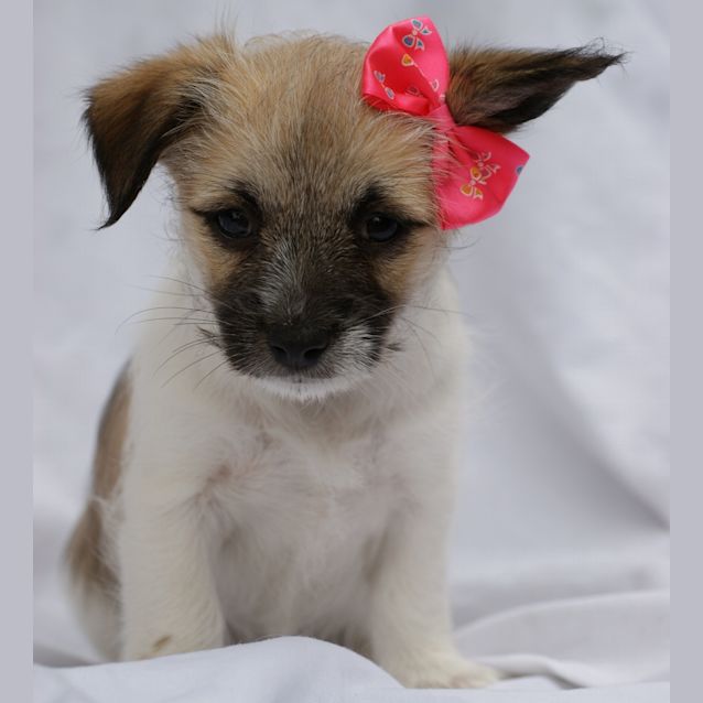 Photo of Sootie