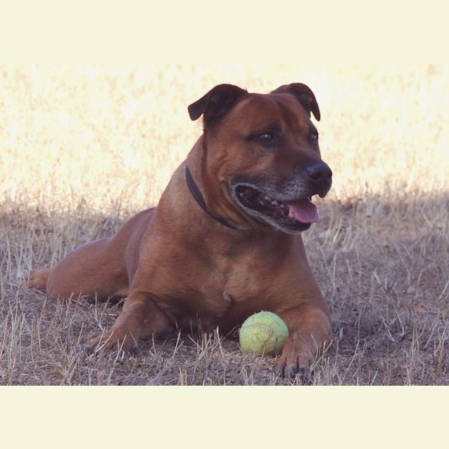 Photo of Rex