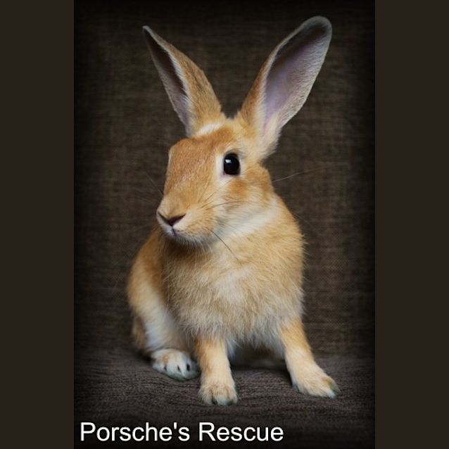 Photo of Swift Heart Desexed And Vaccinated