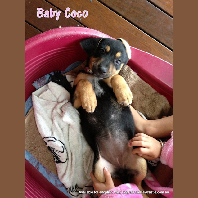 Photo of Coco (On Trial 1/3/13)
