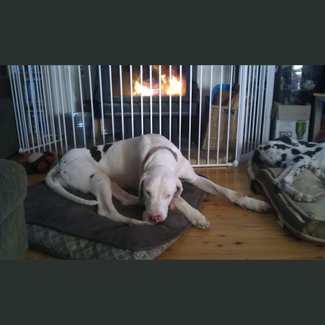 Photo of Lilly