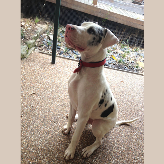 Photo of Max