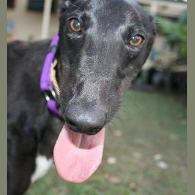 Photo of Velvet