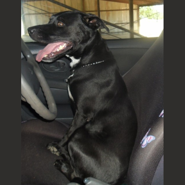 Photo of Bullet